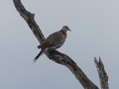 Streptopelia chinensis