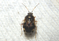 Deraeocoris nebulosus