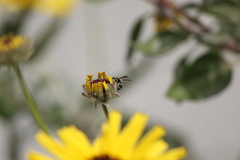 Parancistrocerus declivatus