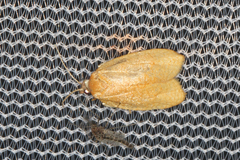 Sparganothis distincta