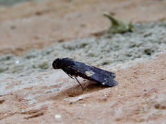 Hydrillodes gravatalis