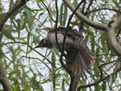 Philemon citreogularis