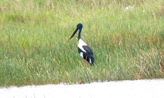 Ephippiorhynchus asiaticus australis