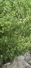 Ageratina herbacea