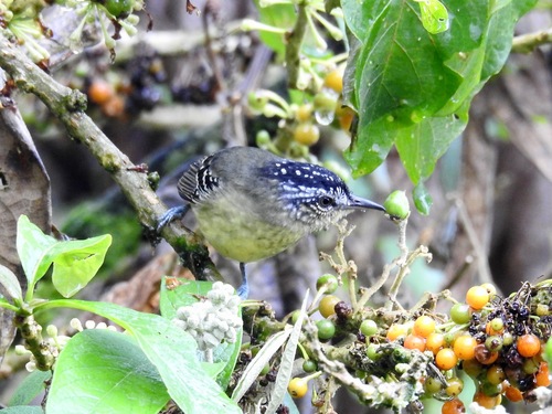 Herpsilochmus axillaris