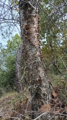 Betula alnoides