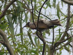 Philemon citreogularis