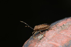Urostylididae