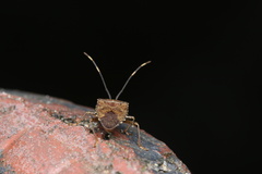 Urostylididae