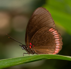 Biblis hyperia nectanabis