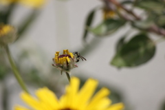 Parancistrocerus declivatus