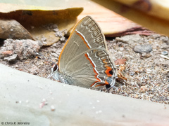 Electrostrymon endymion
