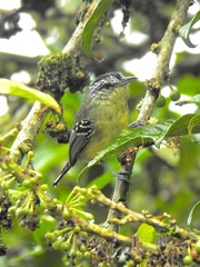 Herpsilochmus axillaris
