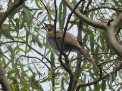 Philemon citreogularis