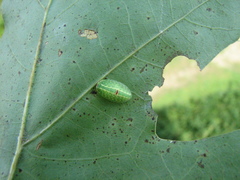 Heterogenea shurtleffi