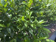 Syzygium myrtifolium