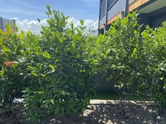 Syzygium myrtifolium