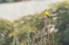 Oriolus chinensis