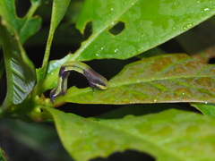 Racotis boarmiaria