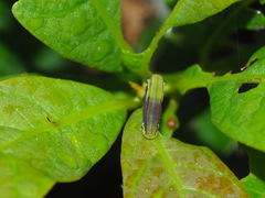 Racotis boarmiaria