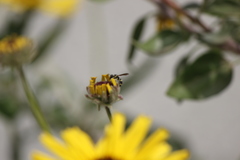 Parancistrocerus declivatus