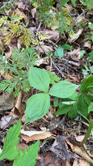 Trillium grandiflorum