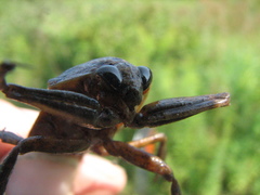 Lethocerus