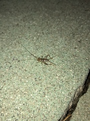 Gryllodes sigillatus