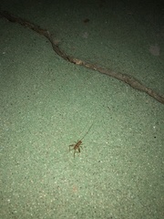 Gryllodes sigillatus