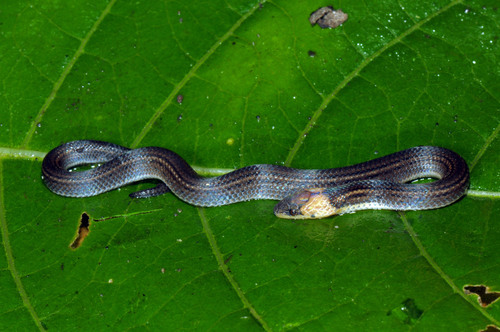 Atractus orcesi