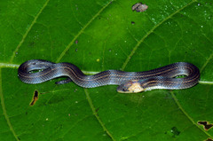 Atractus orcesi