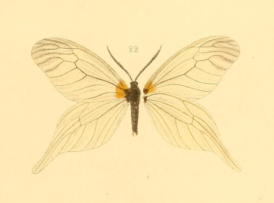 Elcysma delavayi