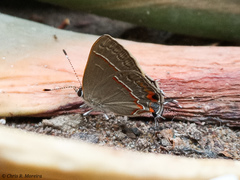 Electrostrymon endymion