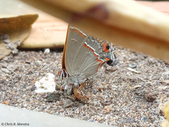Electrostrymon endymion