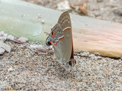Electrostrymon endymion
