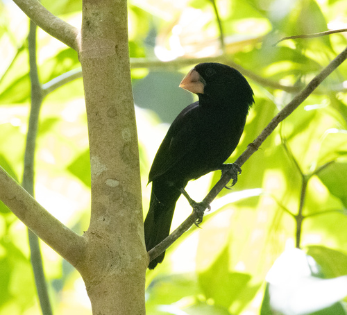 Nicaraguan Seed Finch (Sporophila nuttingi), photo 7