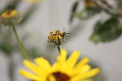 Parancistrocerus declivatus