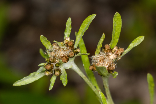 Gnaphalium
