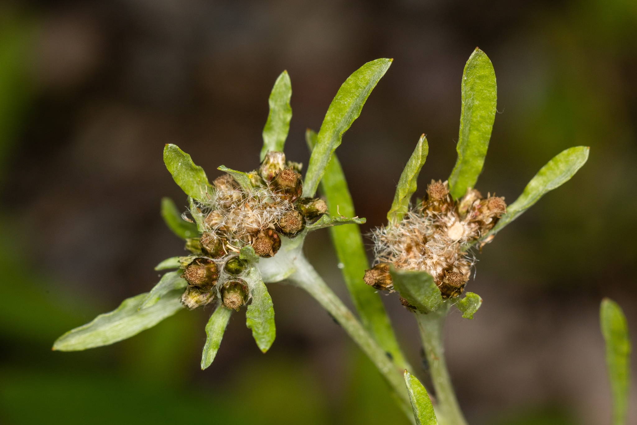 Gnaphalium