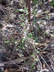 Synostemon hirtellus