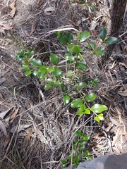 Psydrax odorata odorata