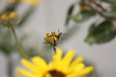 Parancistrocerus declivatus