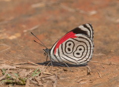 Diaethria clymena