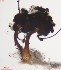 Chaenothecopsis debilis