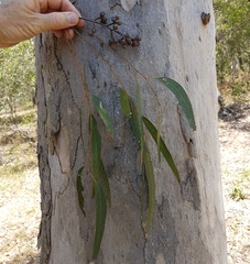 Eucalyptus seeana