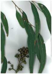 Eucalyptus seeana