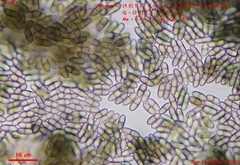 Chaenothecopsis debilis