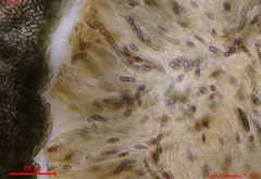 Chaenothecopsis debilis