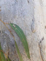 Eucalyptus seeana