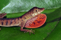 Anolis maculiventris
